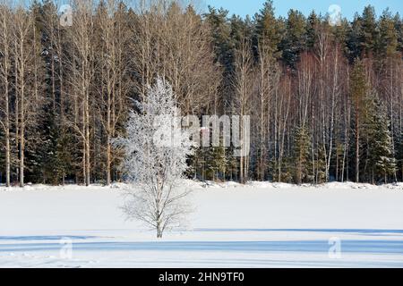 Eine einsame weiße, frostige Birke auf einem schneebedeckten Feld im Sonnenlicht Stockfoto