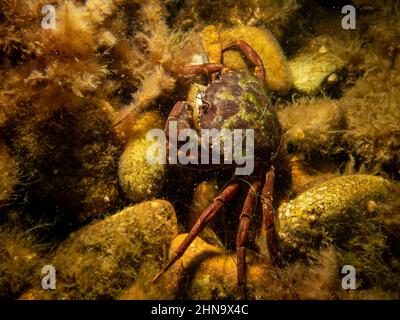 Eine Krabbe zwischen Algen und Steinen. Bild aus dem Sound, zwischen Schweden und Dänemark Stockfoto