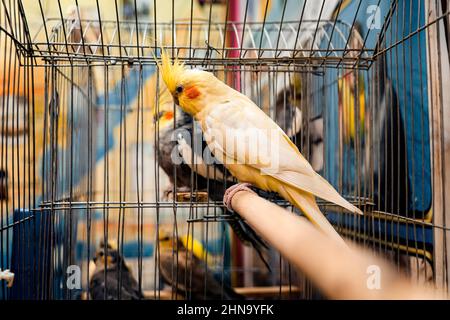 Ein schöner sprechender, bunt gefärbiger Papagei in einem Käfig. Ein Vogel in Gefangenschaft Stockfoto