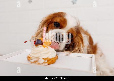 Falsche Ernährung von Hunden. Der gutaussehende Cavalier, König Charles Spaniel von Blenheim, ragt aus seiner Zunge und greift nach Kuchen. Fehler im Inhalt Stockfoto