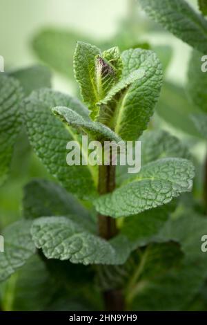 Frische grüne marokkanische Minze aus nächster Nähe Stockfoto