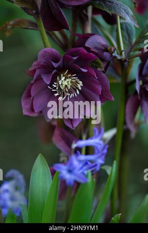 Hybrid-Hellebores oder Weihnachtsrose blüht im Winter und Frühjahr. Frühe frühlingsblühende Rose wie Hellebore Blüten. Doppelt blühende Hellebores va Stockfoto