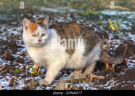 Katzen spielen und im Winter im Schnee wandern. Die flauschige Katze, die mit Schnee bedeckte, ging die verschneite Straße hinunter Stockfoto