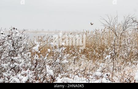 Winterschnee mit Nordweihe im Jamaica Bay Wildlife Refuge Stockfoto