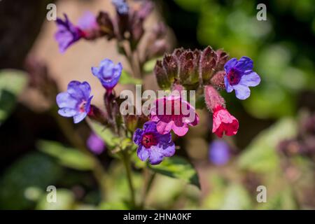 Schöner Frühlingshintergrund mit Blumen und Blättern Stockfoto