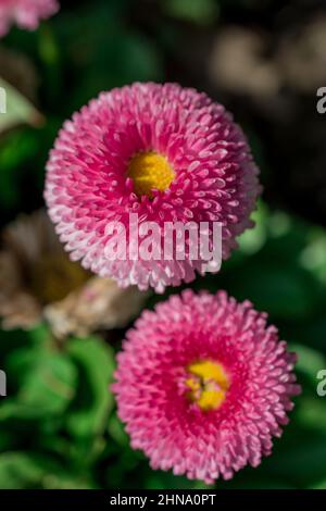 Schöner Frühlingshintergrund mit Blumen und Blättern Stockfoto