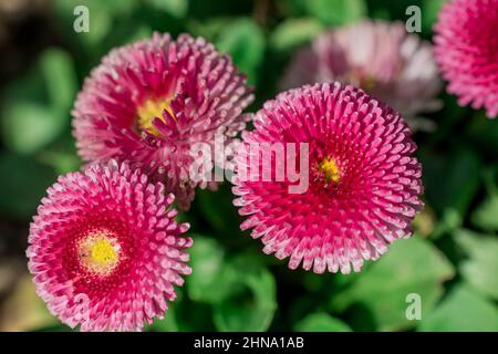 Schöner Frühlingshintergrund mit Blumen und Blättern Stockfoto