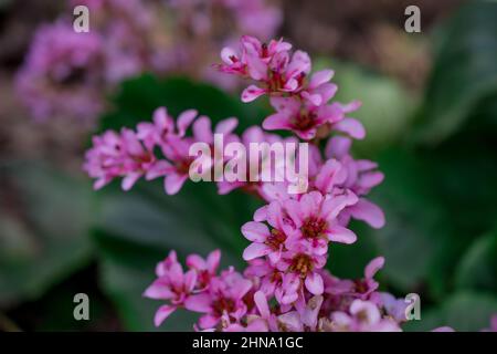 Schöner Frühlingshintergrund mit Blumen und Blättern Stockfoto