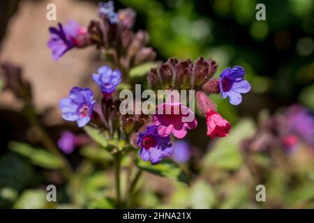 Schöner Frühlingshintergrund mit Blumen und Blättern Stockfoto