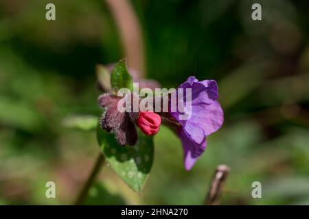 Schöner Frühlingshintergrund mit Blumen und Blättern Stockfoto