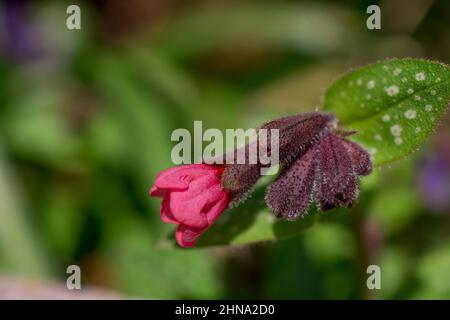 Schöner Frühlingshintergrund mit Blumen und Blättern Stockfoto