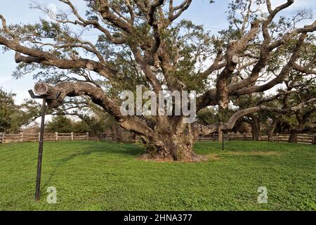 Big Tree „Quercus virginiana“, Virginia Live Oak, Goose Island State Park. Stockfoto