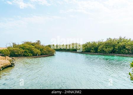 Mangrovenkanal Avioennia Marina Meer Sand Küste. Wald im Ras Mohammed National Park. Sharm el Sheikh, Sinai Halbinsel, Ägypten. Stockfoto