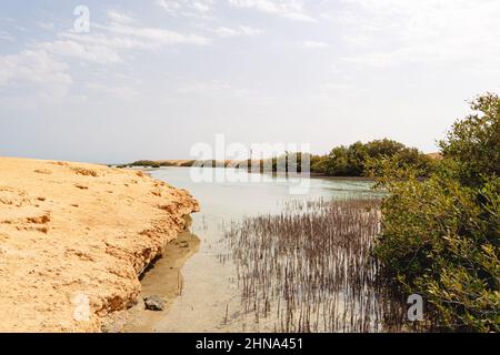 Mangrovenkanal Avioennia Marina Meer Sand Küste. Wald im Ras Mohammed National Park. Sharm el Sheikh, Sinai Halbinsel, Ägypten. Stockfoto