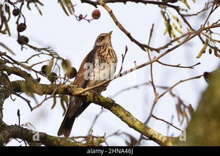 Feldfare posiert an einem sonnigen Wintertag in einer Erle. Hertfordshire, England, Großbritannien. Stockfoto