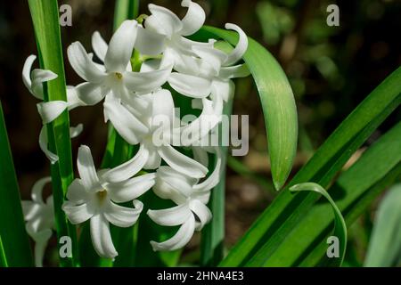 Schöner Frühlingshintergrund mit Blumen und Blättern Stockfoto