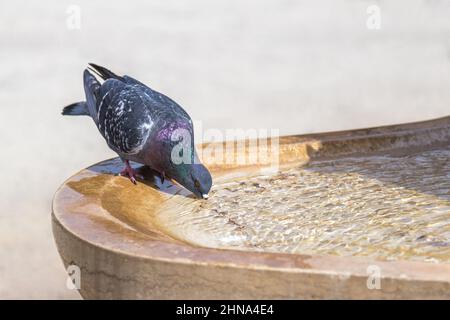 Taubenwasser aus dem Brunnen an sonnigen Tagen. Stockfoto