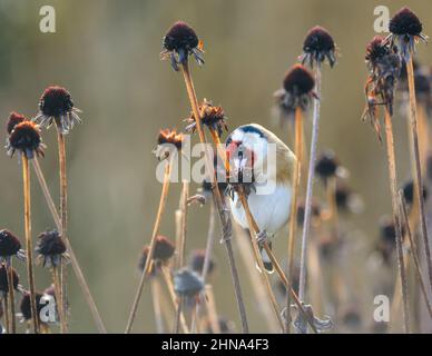 Europäischer Goldfink, Carduelis carduelis, der Vogel genießt es, in einem winterlichen Garten die Samen von ausgegebenen Blütenköpfen einer Konelblume zu knabbern und zu fressen Stockfoto