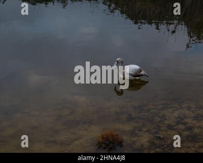 Im flachen Wasser des Teiches steht noch junges Exemplar eines einsamen Flamingos, Profil Stockfoto