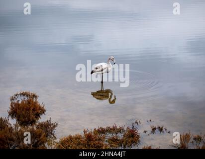 Im flachen Wasser des Teiches steht noch junges Exemplar eines einsamen Flamingos, Profil Stockfoto