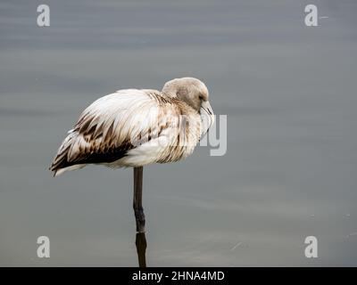 Im flachen Wasser des Teiches steht noch junges Exemplar eines einsamen Flamingos, Profil Stockfoto