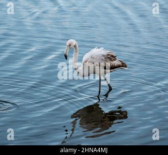 Im flachen Wasser des Teiches steht noch junges Exemplar eines einsamen Flamingos, Profil Stockfoto