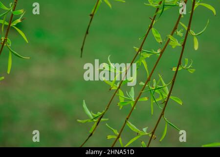 Schöner Frühlingshintergrund mit Blumen und Blättern Stockfoto