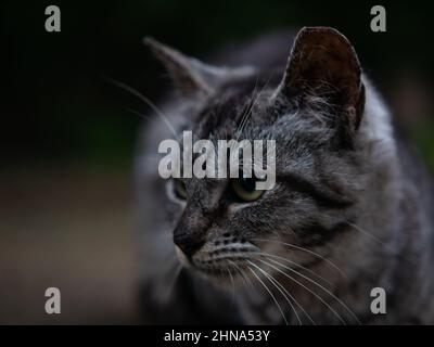 Nahaufnahme junge entzückende graue Katze, Frontportrait mit Naturhintergrund Stockfoto