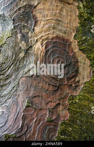 Rinde eines Kauri-Baumes (Agathis australis) im Waipoua Forest, North Island, Neuseeland. Abstraktes Muster als Hintergrund. Stockfoto