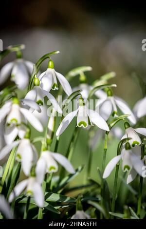 Eine Fülle von Schneeglöckchen wächst in der späten Wintersonne Stockfoto