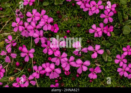 Saponaria ocymoides blüht in den Bergen Stockfoto