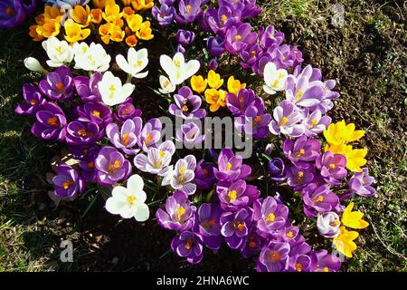 Krokusgruppe blüht im Frühjahr in verschiedenen Farben im Gras. Stockfoto