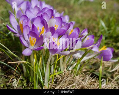 Gruppe von lila Krokus Blumen im Garten Gras im Frühjahr. Stockfoto