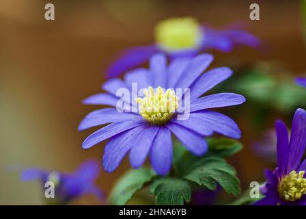 Nahaufnahme der blauen griechischen Windblume im Frühling. Stockfoto