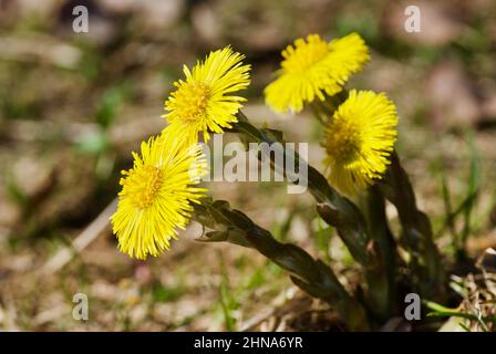 Nahaufnahme von vier gelben Blütenfüßelblüten, die im Frühjahr aufwachsen. Stockfoto