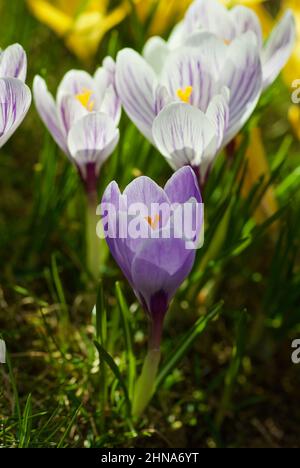 Gruppe Og blass purpurner Krokus, der im Frühjahr im Gras wächst. Stockfoto