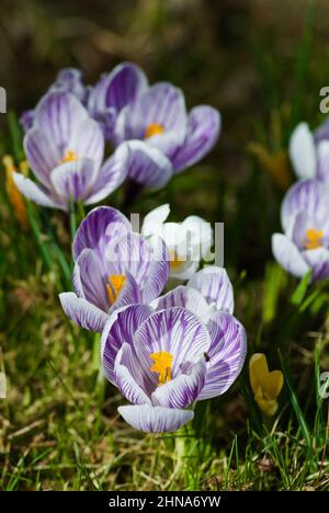 Gruppe von hellvioletten Krokus, die im Frühjahr im Gras wachsen. Stockfoto