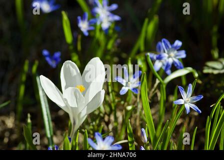 Eine weiße Krokusblüte inmitten der blauen Glory-of-the-Snow-Blüten im Frühling. Stockfoto