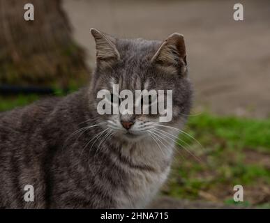 Nahaufnahme der jungen grauen Katze, die im Garten im Freien vor dem Hintergrund der Natur sitzt Stockfoto