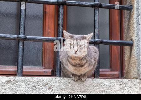 Katze im Fenster auf der Steinstraße in der Stadt Motovun in Istrien, Kroatien, Europa. Stockfoto