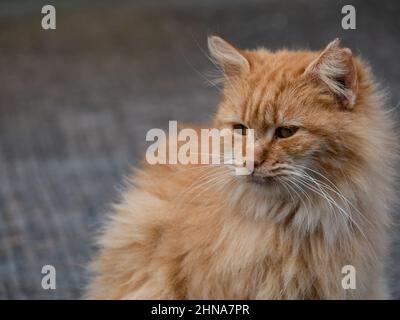 Nahaufnahme der jungen orangefarbenen Langhaarkatze, die im Garten sitzt Stockfoto