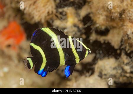 Ein juveniler grauer Engelfisch, Pomacanthus arcuatus, vor Singer Island, Florida, USA. Stockfoto