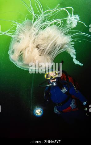 Ein Taucher (MR) und eine Spiegelei-Qualle, Phacellophora camtschatica oder Eigelb-Qualle, British Columbia, Kanada. Stockfoto