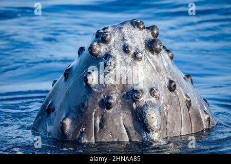 Ein genauer Blick auf die Beulen-ähnlichen Knöpfe, die als Tuberkel am Kinn eines Buckelwals, Megaptera novaeangliae, bekannt sind. Jede Protuberanz enthält mindestens ein Stockfoto