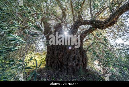 Gruselig deformierten Olivenbaum mit Sonne scheint durch verdrehte Äste und Linse Flare Stockfoto