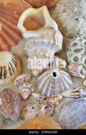 Bunte gemischte Sammlung von Muscheln am Sandstrand. Spiralschalen, Schlüssellochlimpets, Weichtiere, steinerne Korallen. Nahaufnahme von Makroaufnahmen. Stockfoto