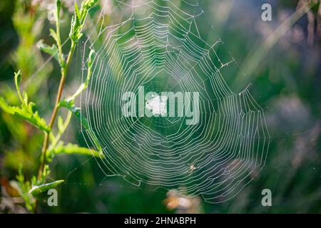 Spinnennetz auf dem Gras. Spinnennetz im Morgengrauen. Stockfoto