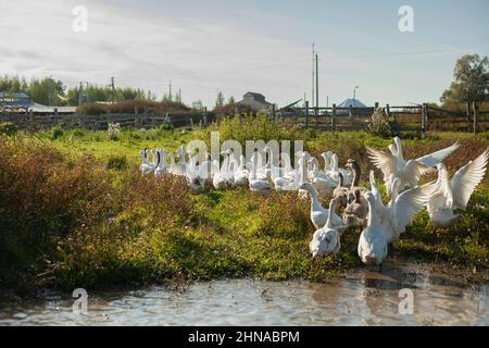 Gänse auf dem Bauernhof. Eine Schar Gänse geht um die Farm. Stockfoto