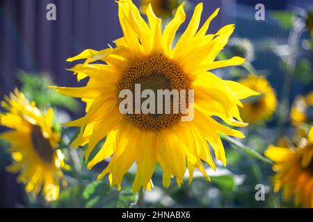Gelbe Blüten. Natürliches Objekt. Sonnenblume im Sommer. Stockfoto