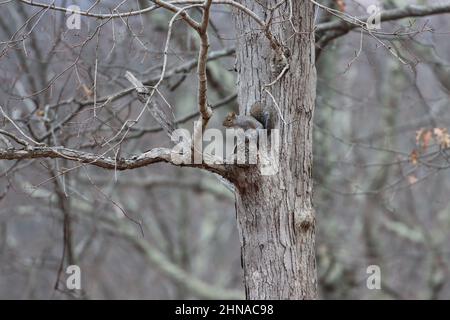 Ein Eichhörnchen erkundet die Bäume im Northern Westchester County, New York Stockfoto